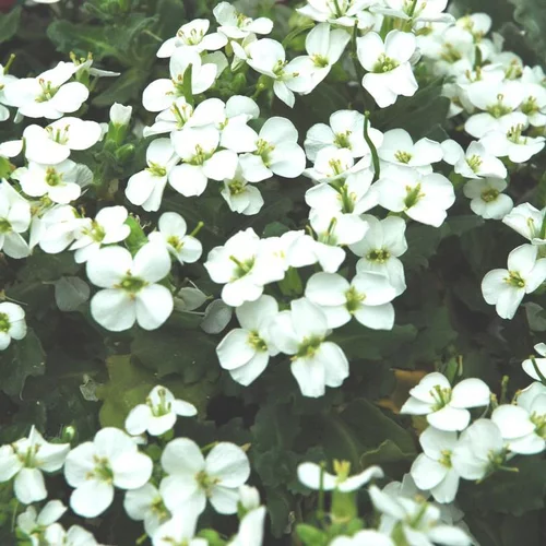 Pour valoriser vos extérieurs:Arabette du Caucase Plena (Arabis caucasica Plena ou Corbeille d'argent Plena) à fleurs blanches - Le pot de 9 x 9 cm