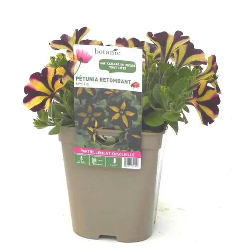 Pour compléter vos extérieurs：Pétunia retombant bicolore - Le pot de 12 x 12 cm