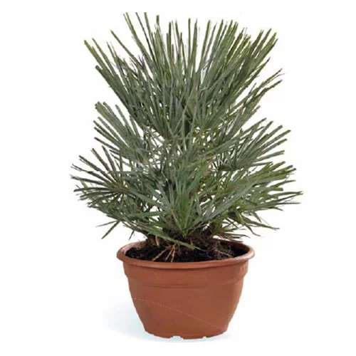 Confort au jardin:Chamaerops Humilis Ceracifera ou Palmier nain en coupe de 25 cm