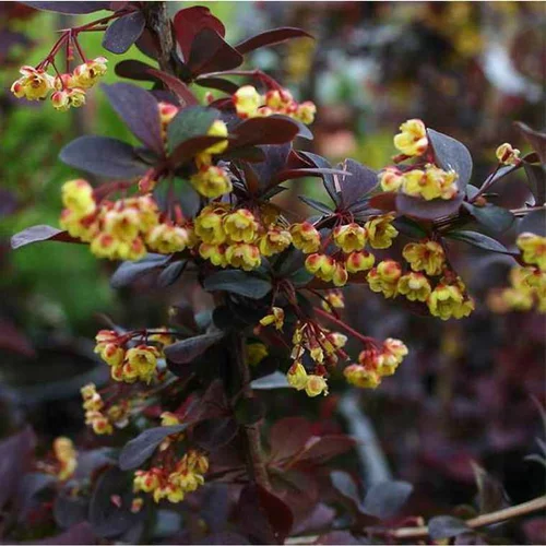 Jardin passion:Berbéris (Épine-vinette) en pot de 4 L rouge