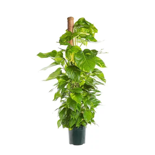 Jardin durable:Pothos Aureus avec tuteur mousse pot Ø24xH120 cm