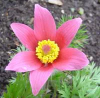 L’esprit jardin:Pulsatille (Anémone Pulsatille ou Coquelourde), à fleurs violettes - Le pot de 0,5 litre