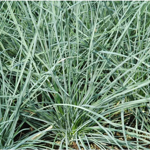 Mieux dehors：Fétuque elijah blue en pot de 2 L