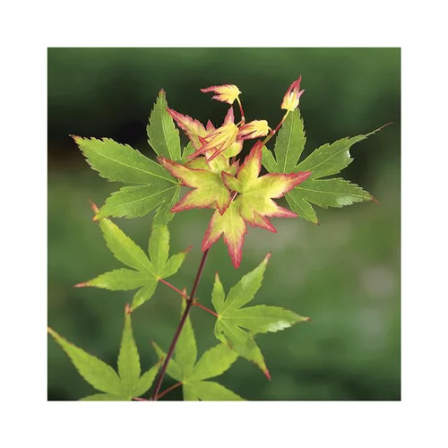 Une idée maline pour l’extérieur:Erable du Japon (ACER PALMATUM LITTLE PRINCESS ) Le pot de 5 litres