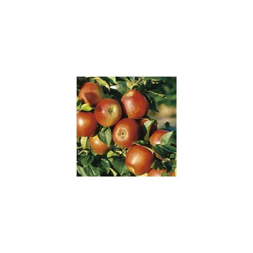 Une idée pour le jardin:Pommier Delbard Jubile® Delgollune. Le pot de 12 litres, forme gobelet