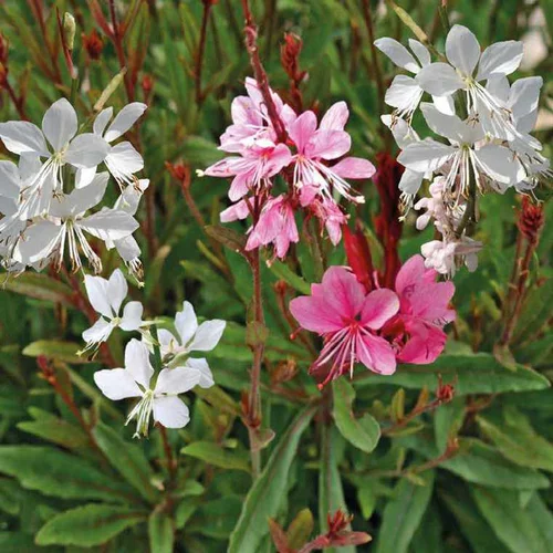 Une solution adaptée à l’extérieur:Gaura - Le pot de 9 x 9 cm