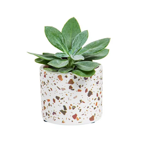 Style extérieur:Succulente avec pot céramique modèles variés Ø 6,5 cm x H 10 cm