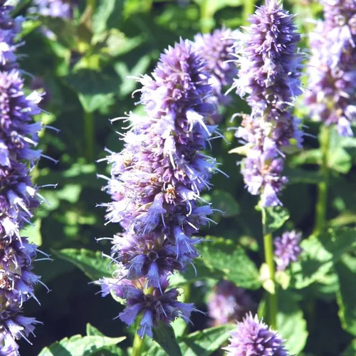 Pour vos projets:Agastache - Le pot de 10,5 cm