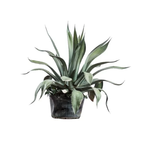 Malin au jardin:Agave Americana (Agave américain) en pot de 6 L vert