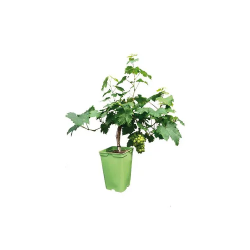 Les indispensables du jardin:Vigne Muscat D'Alexandrie Bio. Le pot de 6 litres