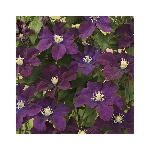 Espace vert essentiel：CLEMATITE WARSZAWKA NIKE. Le pot de 3 litres