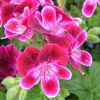 Côté jardin：Géranium pensée à grandes fleurs - Le pot de 6 litres