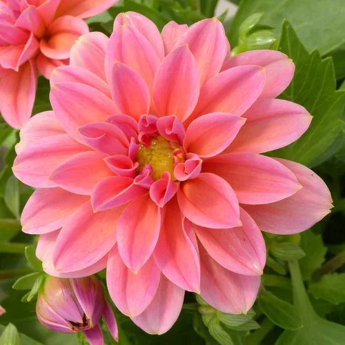 Mieux au jardin：Dahlia varié à fleurs multicolores - Le pot de 15 litres