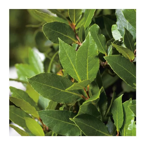 Jardin pratique：Laurier Sauce - pot 10 L