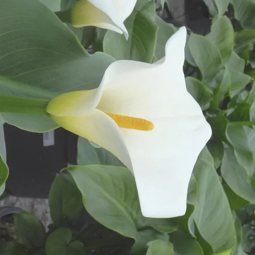 Au quotidien：Arum à fleurs blanches - Le pot de 15 litres