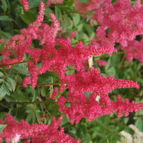 Le choix pour l’extérieur:Astilbe etna rouge en pot de 2 L