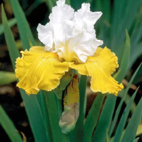 Déco pour le jardin：Iris des Jardins blanc-jaune - Le pot de 9 x 9 cm