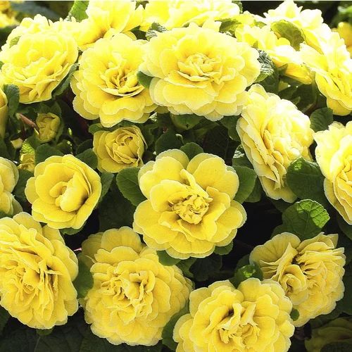 Pour mieux profiter de l’extérieur：Primula Belarina Buttercup - Le pot de 1 litre