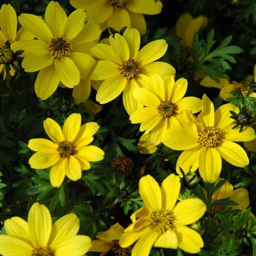 Maison et jardin：Bidens à fleurs jaunes en godets. La barquette de 6 plants