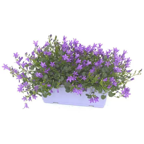 Solution jardin:Campanule à fleurs bleues - La jardinière de 40 cm