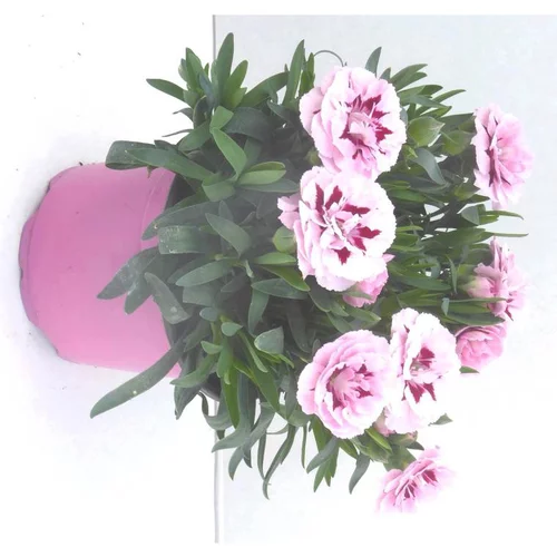 Pour profiter du jardin：Œillet. Le pot de 14 cm