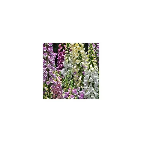 Pensé pour le jardin：Digitale - Le pot de 3 litres
