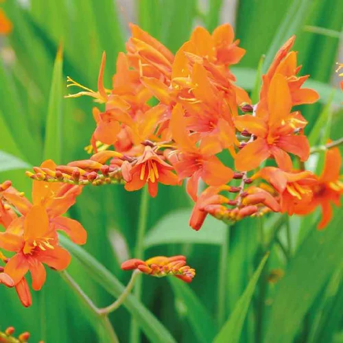 Sélection maison:Crocosmia Orange - Le pot de 9 x 9 cm