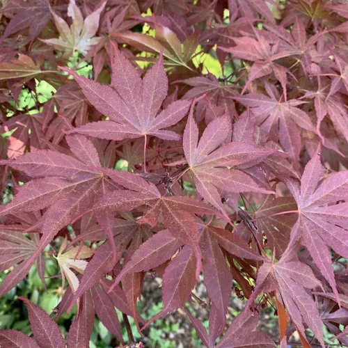 Sélection jardin:Érable du Japon Atropurpureum rouge. Le pot de 15 litres