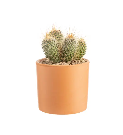 Solution extérieur：Cactus mix botanic®. Le pot en terre cuite de Ø 14 cm