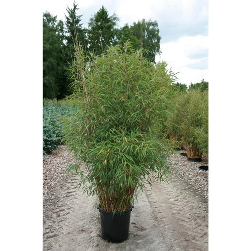 Choix extérieur：Bambou Fargesia vert 150/175 cm Extra en pot de 5 L