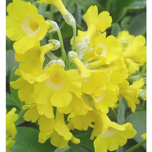 Extérieur moderne：Primula Officinalis - Le pot de 1 litre