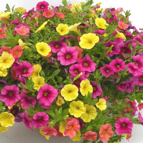 Pour plus de praticité au jardin:Annuelles variées - Le pot de 4 litres