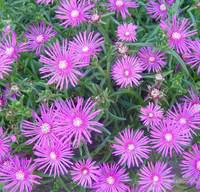 Votre allié au jardin：Delosperma Cooperi - Le pot de 2,5 litres