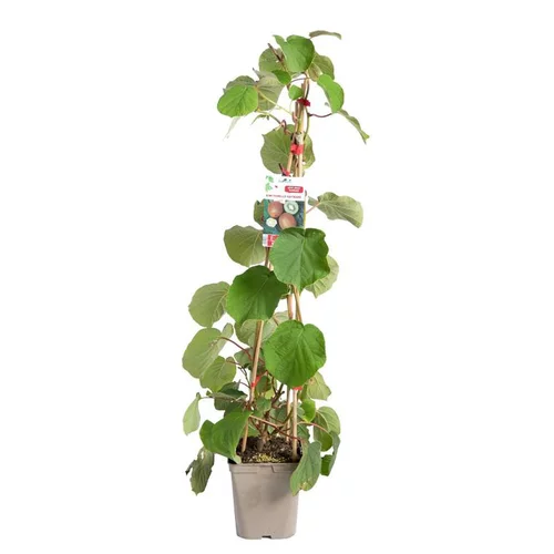 Vie au jardin：Kiwi Femelle 'Hayward' Bio. Le pot de 5 litres
