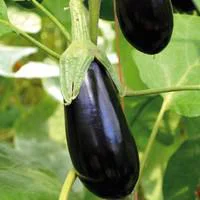Idéal pour l’extérieur：Aubergine Longue Baluroi F1 Bio. Le pot de 10,5 cm