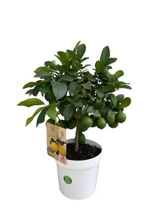Pour la vie au jardin:Citronnier Meyer coloris jaune - 5 L