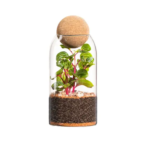 À découvrir pour l’extérieur：Terrarium autonome botanic® Niwa - Taille M Ø 8,5 cm H 24 cm