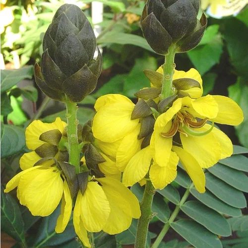 Tendance jardin：Cassia Floribunda jaune ½ tige en pot de 3 L