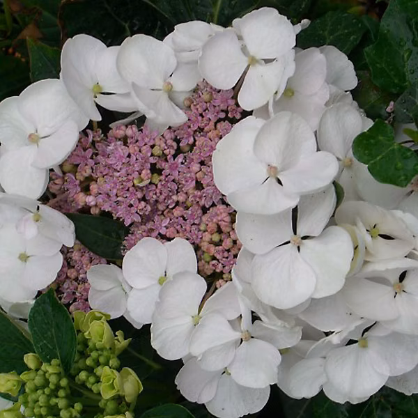 2 x Hortensia 'Libelle' – Hydrangea macrophylla 'Libelle', 25-30 cm pot