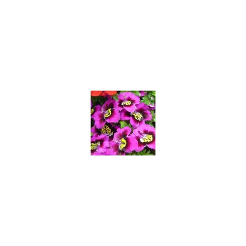 Votre allié à l’extérieur：Schizanthus - Le pot de 10.5 cm