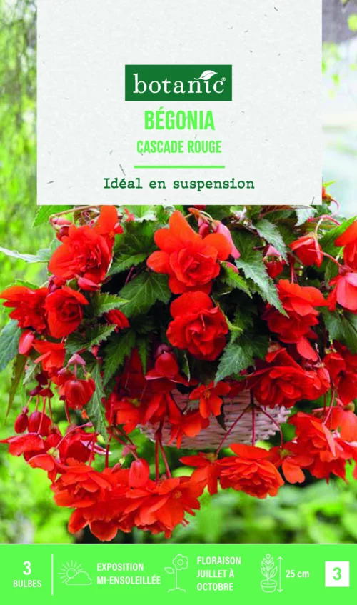 Votre allié au jardin：Bulbes de fleurs Bégonia Cascade rouge botanic® - 3 bulbes