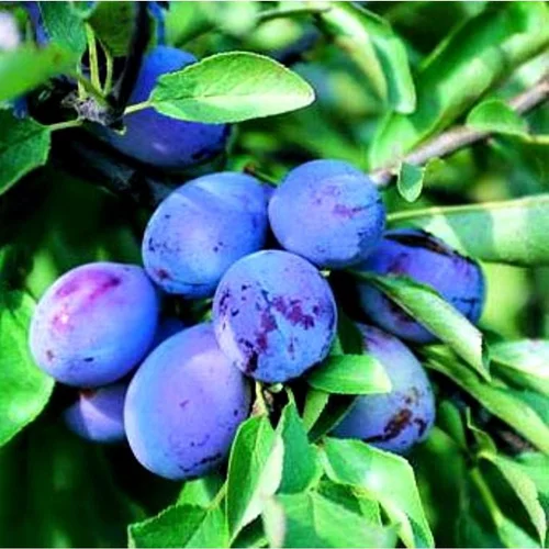 Pour un jardin bien équipé:Prunier D'Agen. Le pot de 10 litres forme gobelet