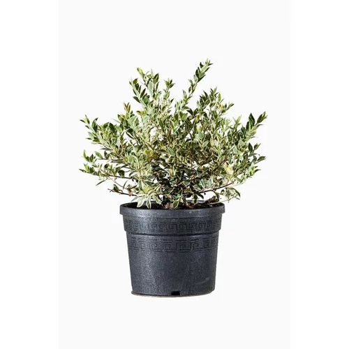 Jardin & maison:Myrtus Communis Tarentina (Myrte de Tarente) en pot de 3 L vert