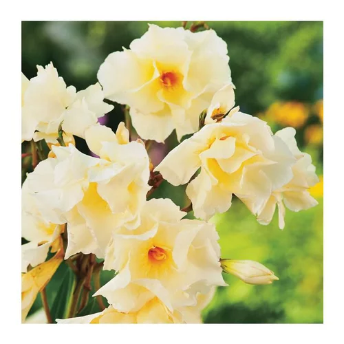 Nature extérieur:Laurier Rose Luteum Plenum. Le pot de 7 litres