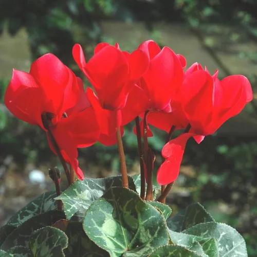 Jardin et pratique:Cyclamen Midi à fleurs multicolores - Le pot Ø 12 cm