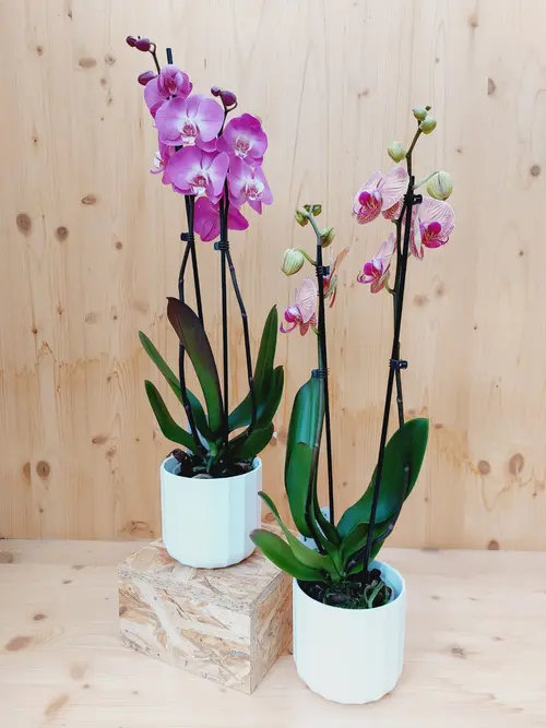 Extérieur utile：Orchidée Phalaénopsis 2 branches botanic®. Le pot de Ø 12 cm