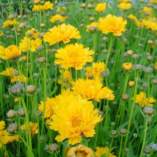 Solution extérieure：Coreopsis à fleurs jaunes - Le pot de 3,5 litres