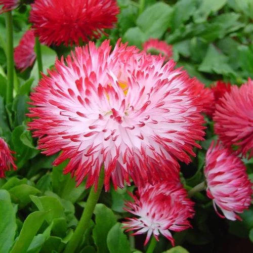 Facile jardin:Pâquerette pomponnette - Le pot de Ø 12 cm