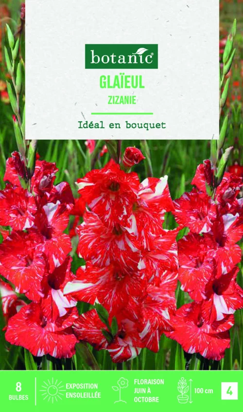 Plaisir au jardin:Bulbes de fleurs Glaïeul grandes fleurs Zizanie botanic® - 8 bulbes