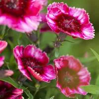 Pour simplifier le jardin：Œillet de Chine - Le pack de 4 plants
